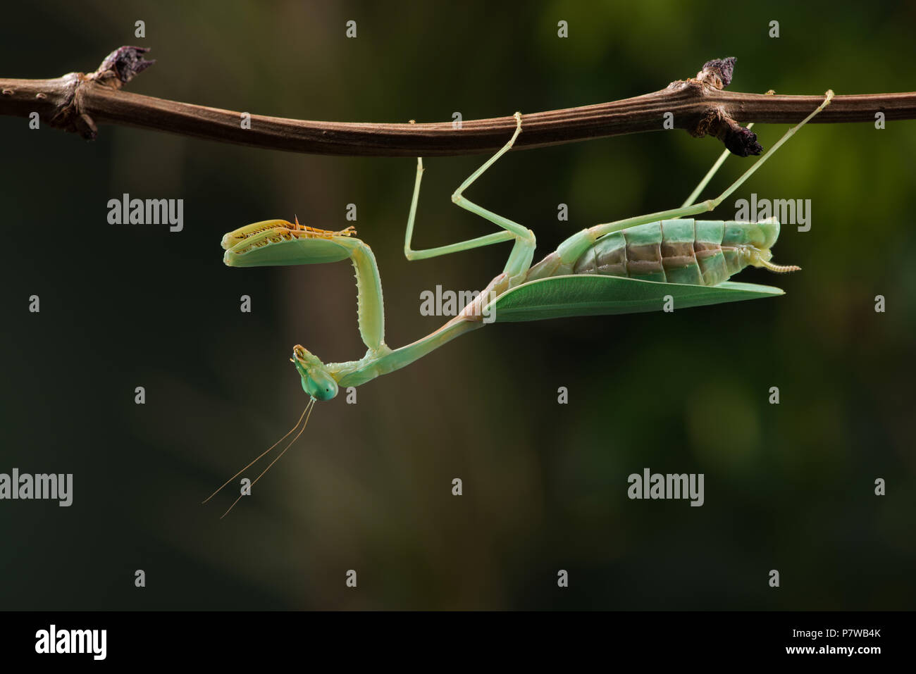 Praying Mantis (Hierodula kalimantan) Stock Photo