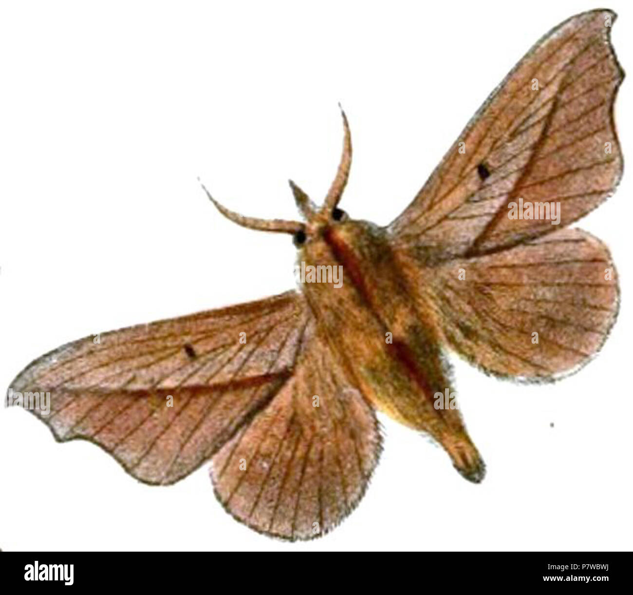 Bharetta cinnamomea English: 'New Indian Lepidoptera' . 1865 (published 1866) 42 Bharetta cinnamomea Stock Photo