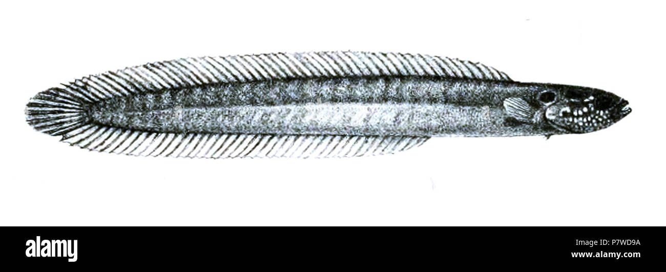 Blennodesmus scapularis = Blennodesmus scapularis Günther, [1872] English: Ocellate Eel-blenny . 1871 (published 1872) 47 BlennodesmusScapularisFord Stock Photo