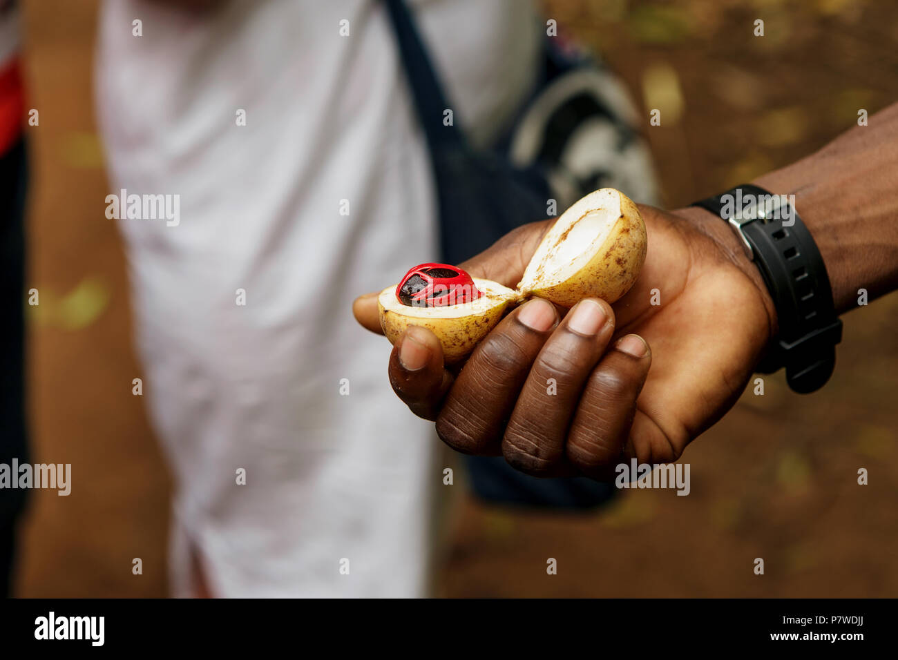 Fresh nutmeg fruit in male hand. Spice Farm of Zanzibar Stock Photo Alamy