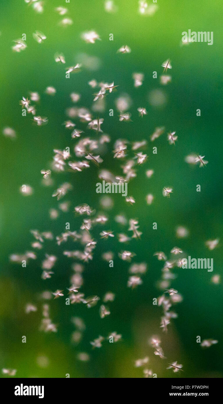 A swarm of flying Midges with green background. Stock Photo