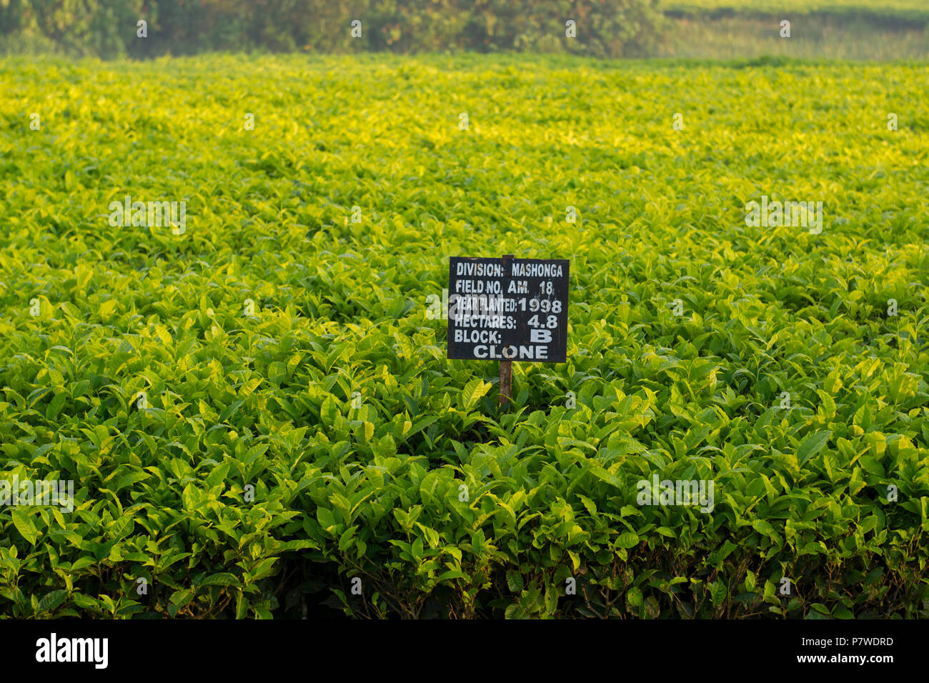 Tea Estate, Plantation, Farm in Mashonga, Uganda, East Africa Stock Photo