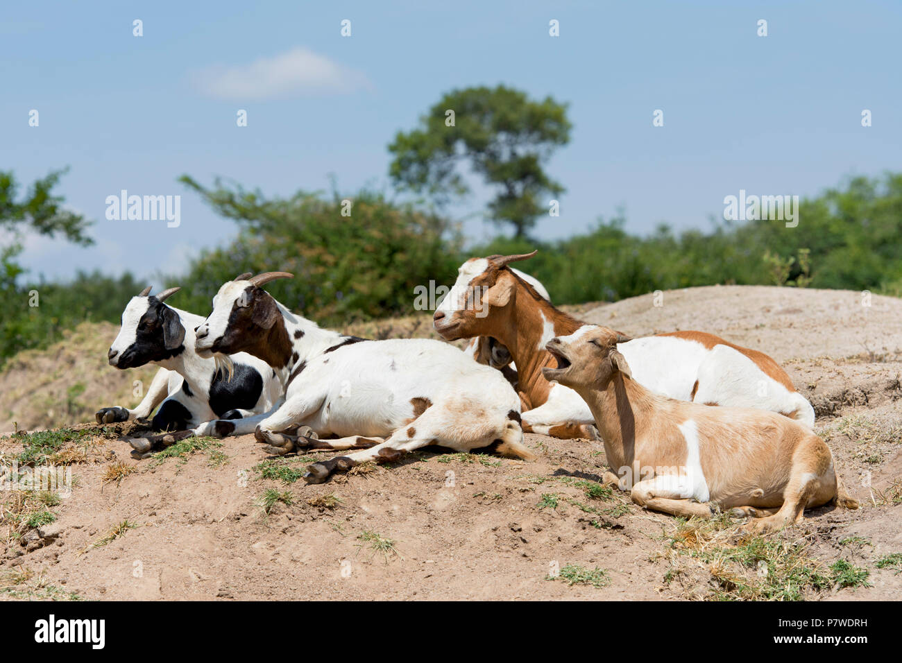 Goats, (Capra aegagrus hircus) domesticated, Goat Stock Photo