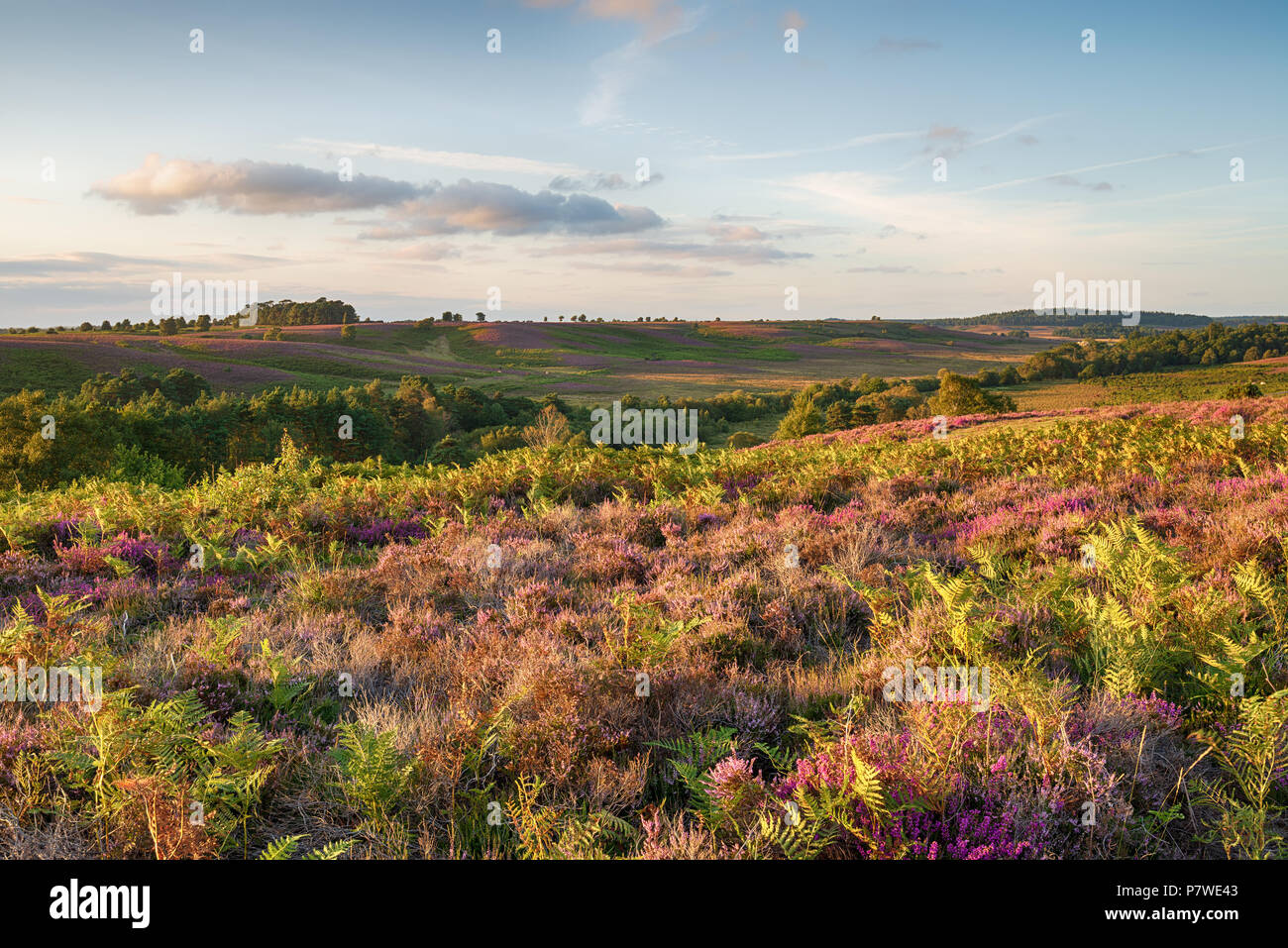 Evening light over heather at Ibsley Common in the New Forest Stock Photo