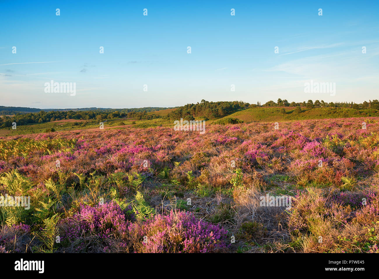 Summer heathland and heather at Rockford Common in the New Forest National Park in Hmapshire Stock Photo