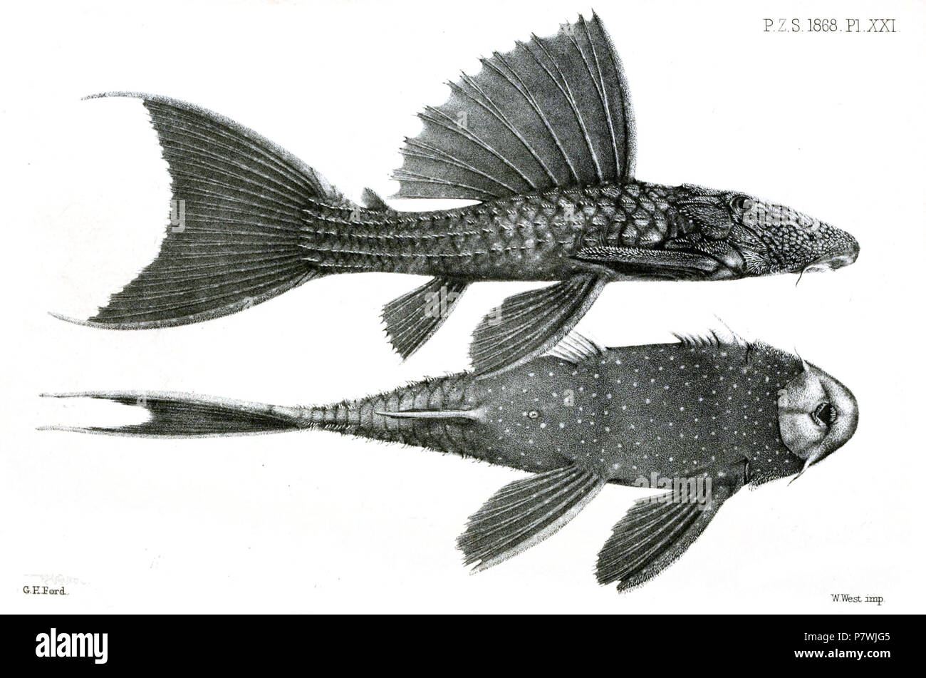 Chætostomus fordii = Pseudacanthicus fordii (Günther, 1868) from lateral and ventral . 1868 (published 1869) 88 ChaetostomusFordiiFord Stock Photo