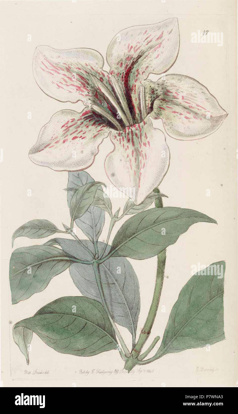47 Rothmannia longiflora. Stock Photo