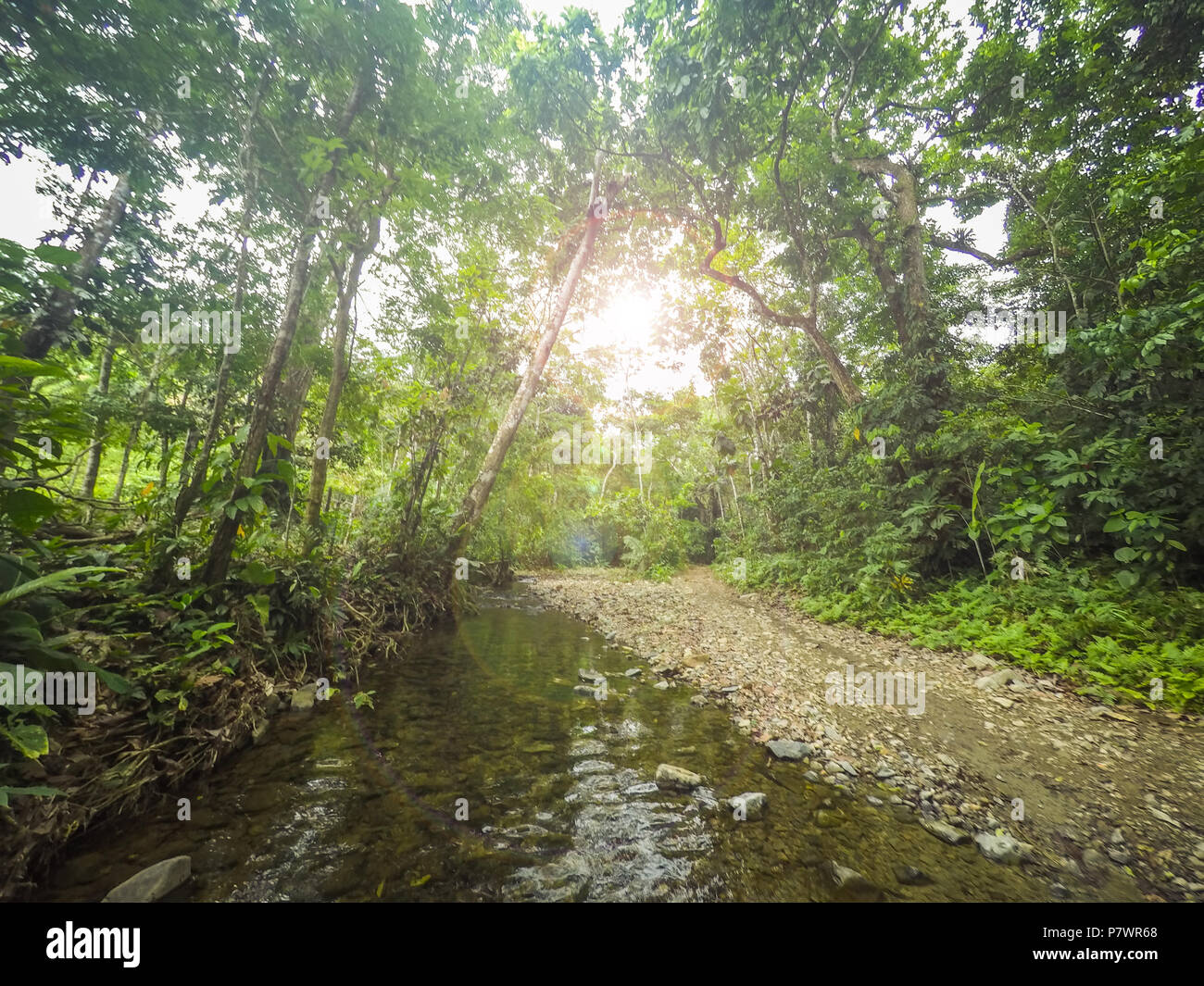 inside jungle  / in forest landscape, tropical nature Stock Photo