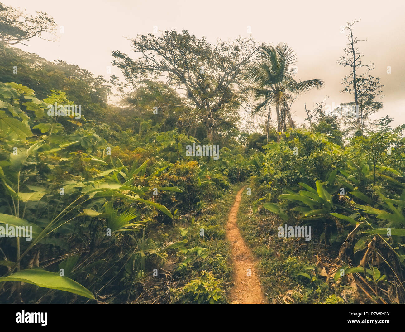 footpath inside jungle  / dirt trail in forest landscape Stock Photo