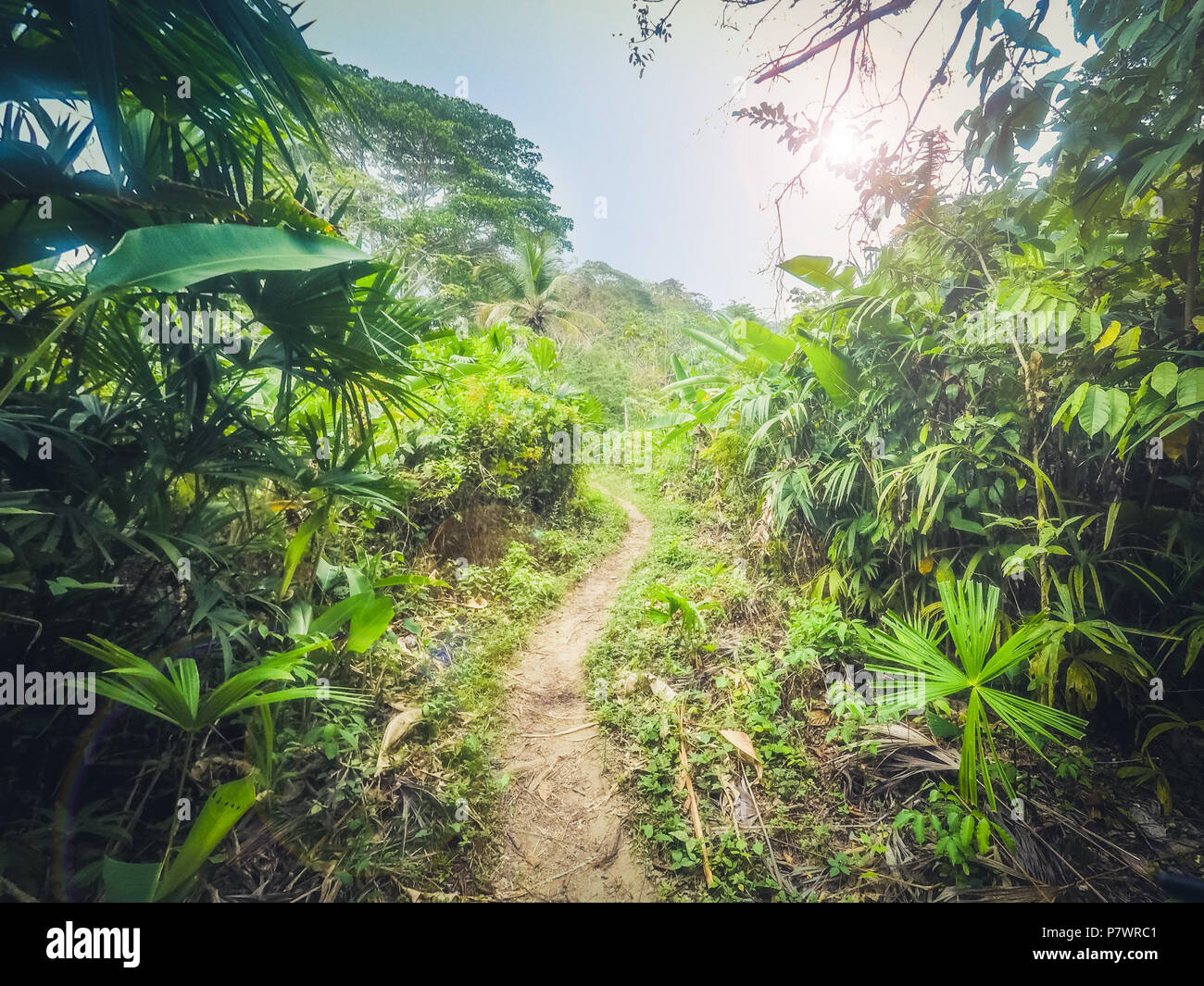 trail in  jungle  / dirt track through forest Stock Photo