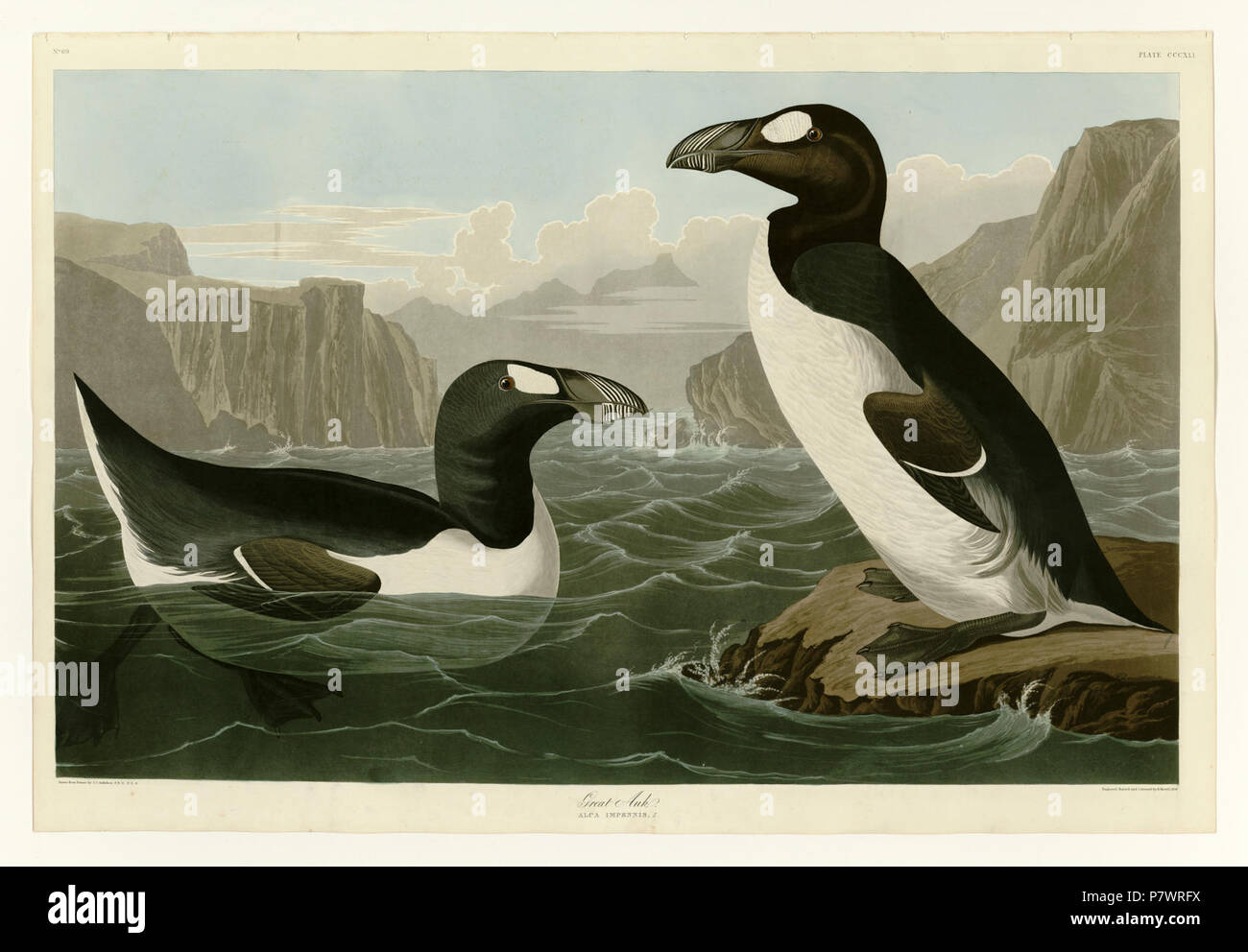 341 Great Auk. Stock Photo