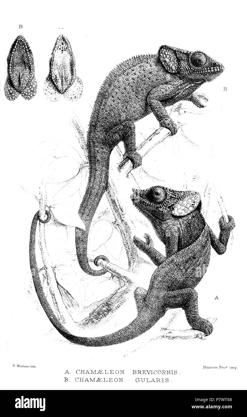 Chamaeleon brevicornis = Calumma brevicorne & C. gularis . 1879 88 Chamaeleon2Mintern Stock Photo
