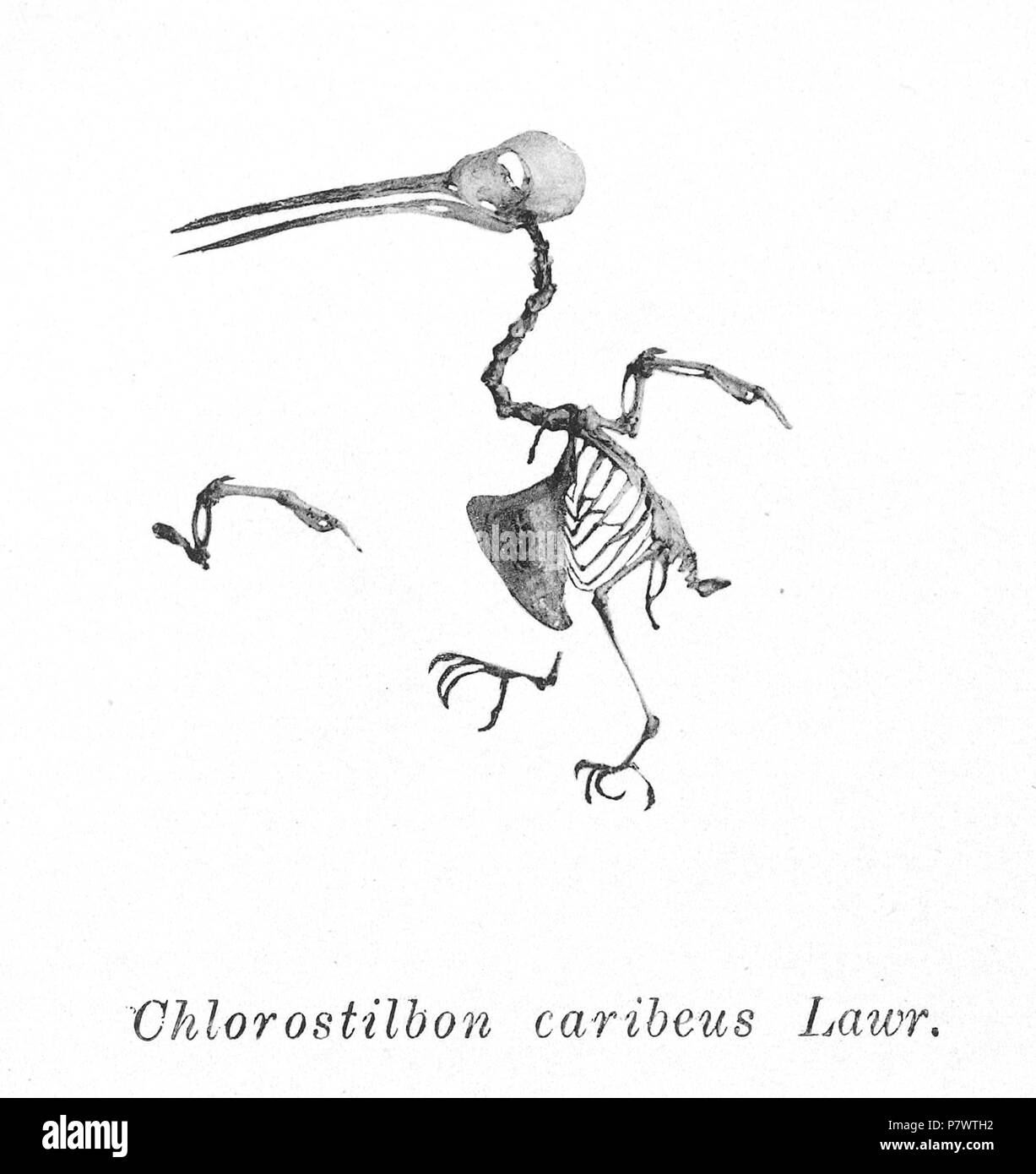 Hummingbird anatomy hi-res stock photography and images - Alamy, image size:1227x1390
