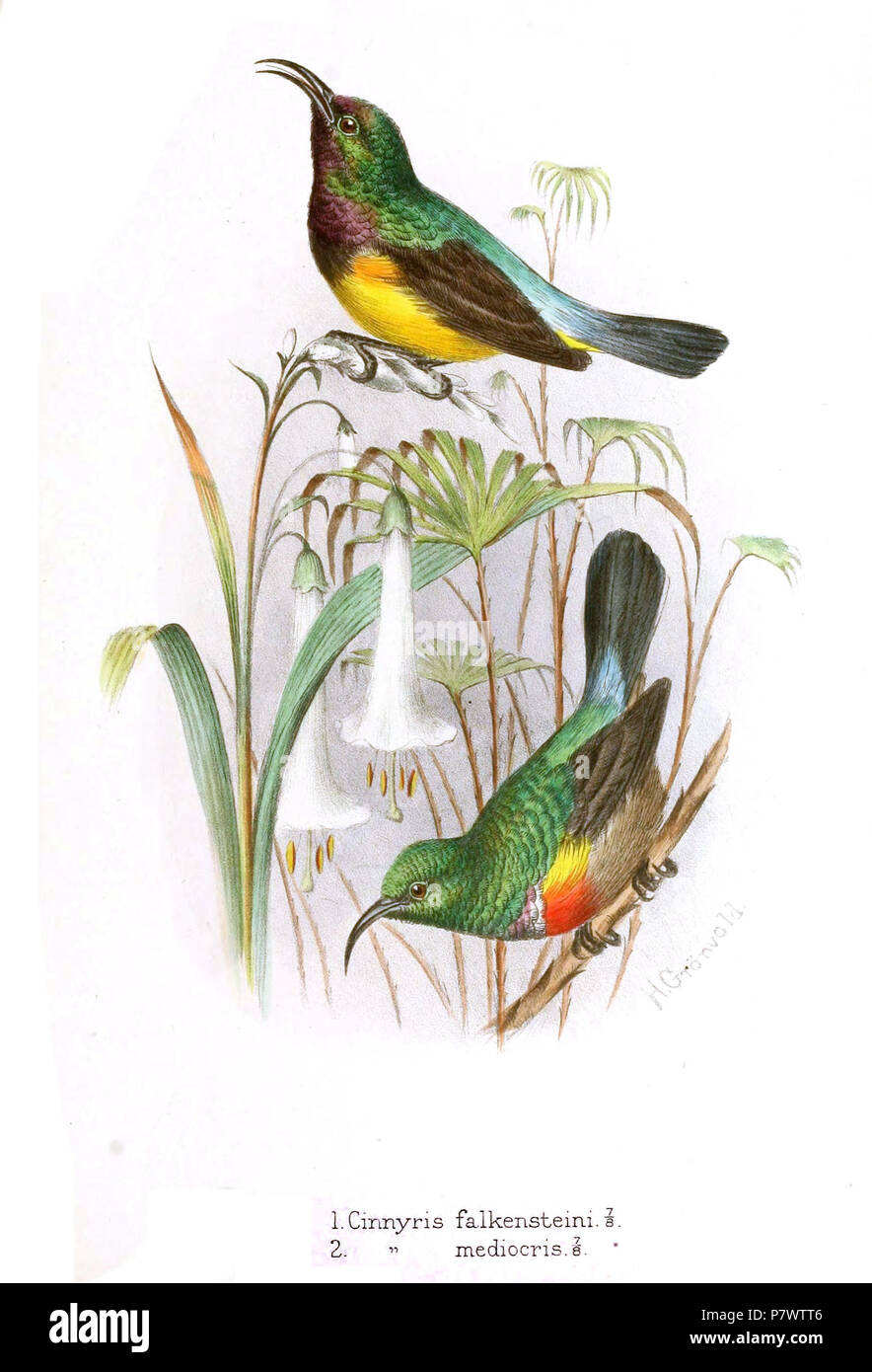 Cinnyris falkensteini, Cinnyris mediocris . 1900 92 Cinnyris Gronvold
