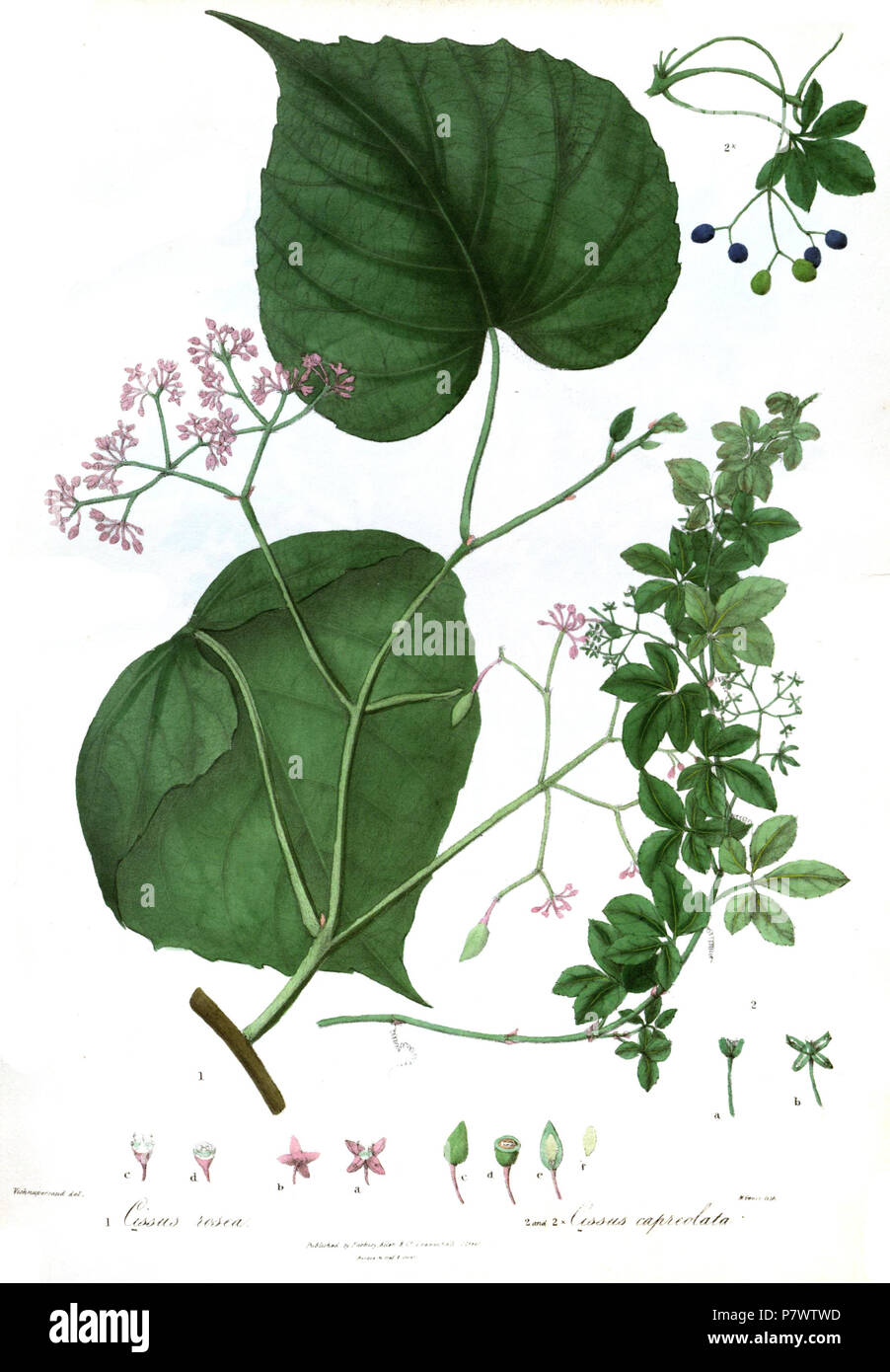 Cissus rosea & C. capreolata . 1839 92 CissusRoyle Stock Photo