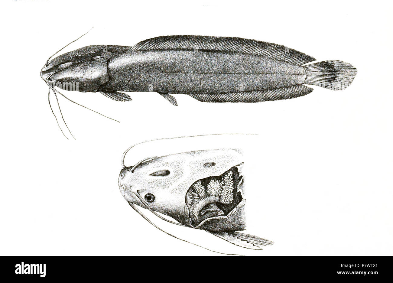 The species names / identity need verification - original names from plate are included here. The original plates showed the fishes facing right and have been flipped here. Clarias magur . 1878 92 Clarias magur Mintern 112 Stock Photo