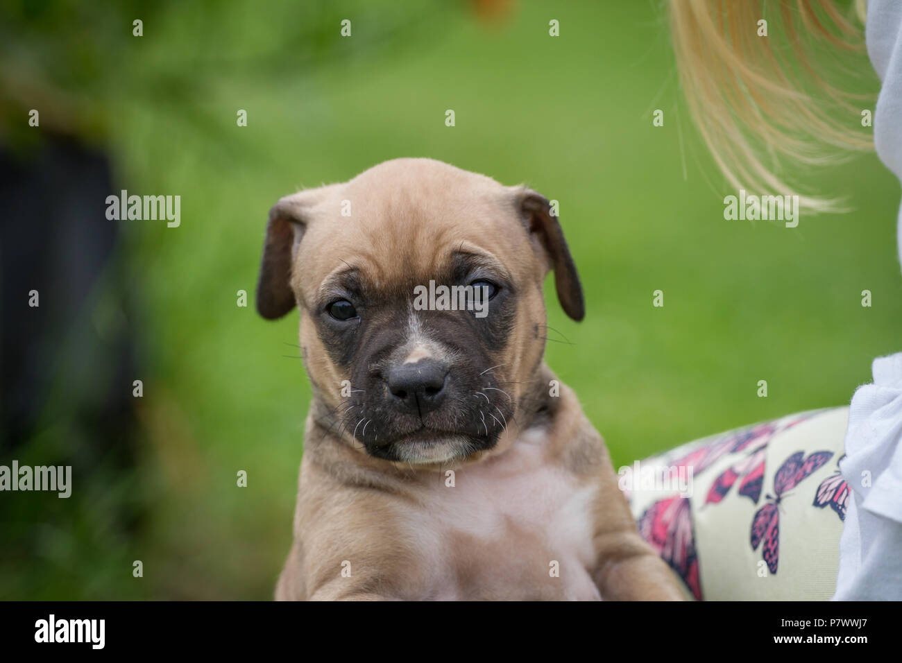 Bulldog puppy Stock Photo
