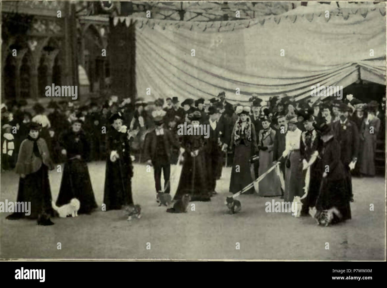 JUDGING IN THE RING AT THE CRYSTAL PALACE. (Photo : Russell & Sons, Crystal Palace.) . 1903 100 Crystal Palace cat show Stock Photo
