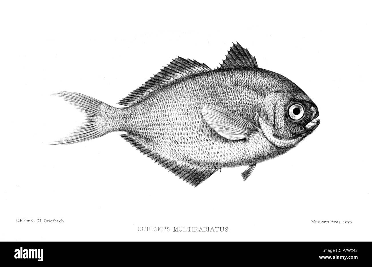 Cubiceps multiradiatus = Psenes cyanophrys Valenciennes 1833 English: Freckled Driftfish . 1871 (published 1872) 100 CubicepsMultiradiatusFord Stock Photo