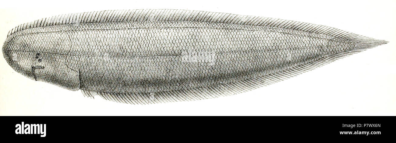 The species names / identity need verification. The original plates showed the fishes facing right and have been flipped here. Cynoglossus arel . 1878 101 Cynoglossus arel Mintern 98 Stock Photo