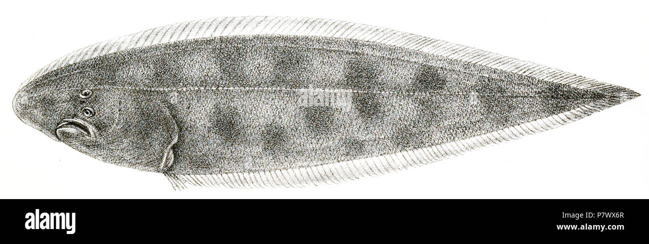 The species names / identity need verification. The original plates showed the fishes facing right and have been flipped here. Cynoglossus dubius . 1878 101 Cynoglossus dubius Suzini 95 Stock Photo