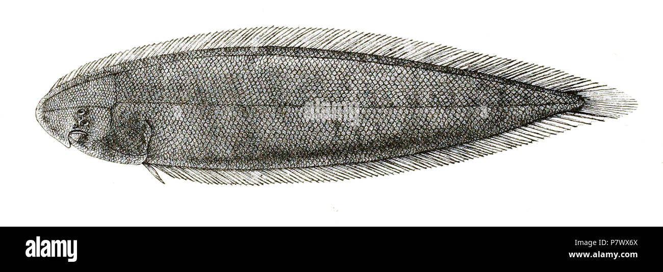 The species names / identity need verification. The original plates showed the fishes facing right and have been flipped here. Cynoglossus lida . 1878 101 Cynoglossus lida Day 97 Stock Photo