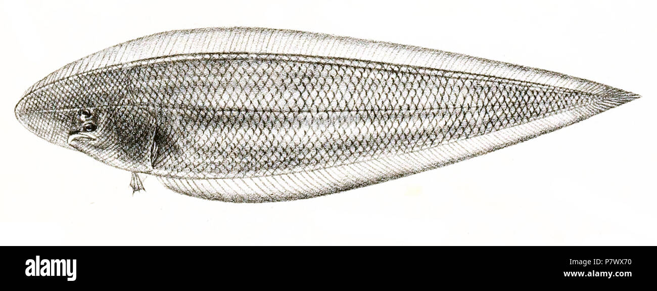 The species names / identity need verification. The original plates showed the fishes facing right and have been flipped here. Cynoglossus oligolepis . 1878 101 Cynoglossus oligolepis Suzini 95 Stock Photo