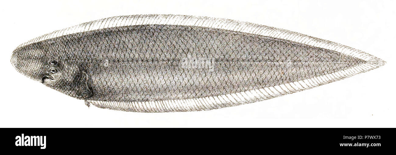 The species names / identity need verification. The original plates showed the fishes facing right and have been flipped here. Cynoglossus macrolepidotus . 1878 101 Cynoglossus macrolepidotus Suzini 96 Stock Photo