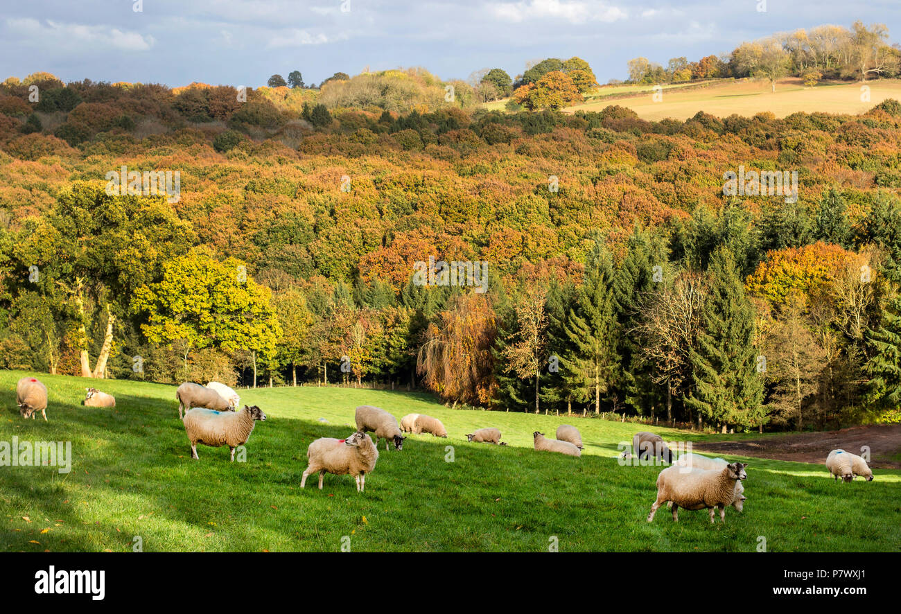 An Autumn Display At Bodenham Arboretum And Across Worcestershire an-autumn-display-at-bodenham-arboretum-and-across-worcestershire