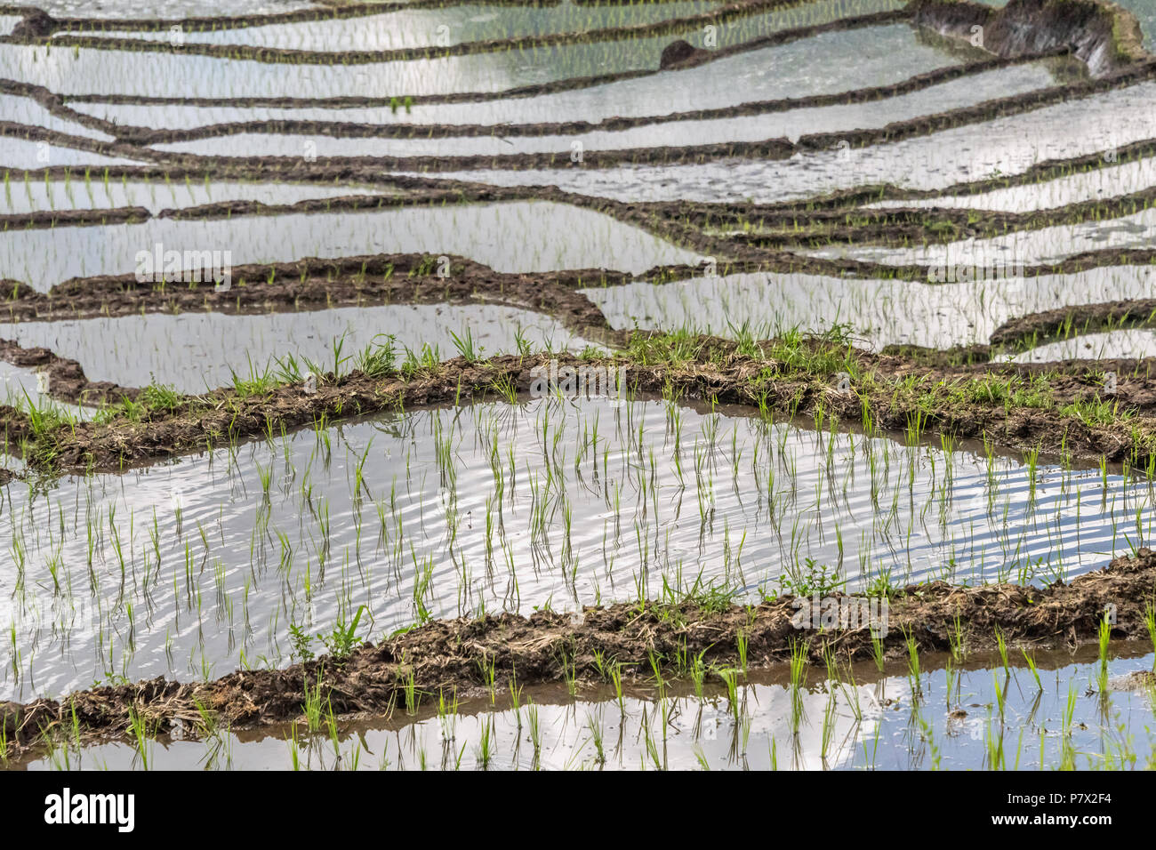 New rice plants hi-res stock photography and images - Alamy