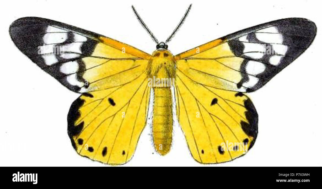 Euschema sagana, 'Cochin China' = Dysphania sagana (Druce, 1882) English: A geometer moth from S Vietnam . 1882 (published 1883) 138 Dysphania sagana Stock Photo