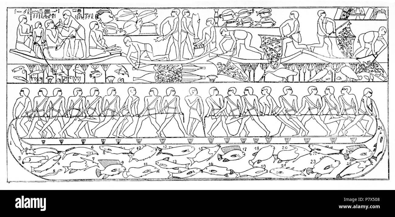 Drawing of bas relief from Tomb of Mera, Saqqara, Dynasty VI - reprinted in Otto Keller and fishes identified as 1,4,8,21,22,26 Mugil cephalus and M. capito 2, 25 Clarias (or Silurus) anguillaris or lazera 3,11,16 Malopterurus electricus 5 Anguilla vulgaris 6 Mormyrus oxyrhynchus 7 Synodontis Schall 9, 17, 24 Tilapia (or Chromis) nilotica 10 Citharinus citharus 12 Hperopisus bebe 13,19 Barbus bynni 15 Synodontis batensoda 18 Tetrodon fahaka 23 Lates niloticus . 1909 142 Egyptian fish Stock Photo