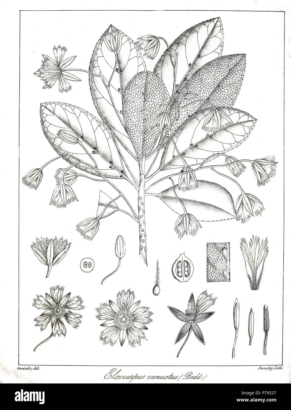 Elaeocarpus venustus . 1873 143 Elaeocarpus venustus Govindoo Stock Photo