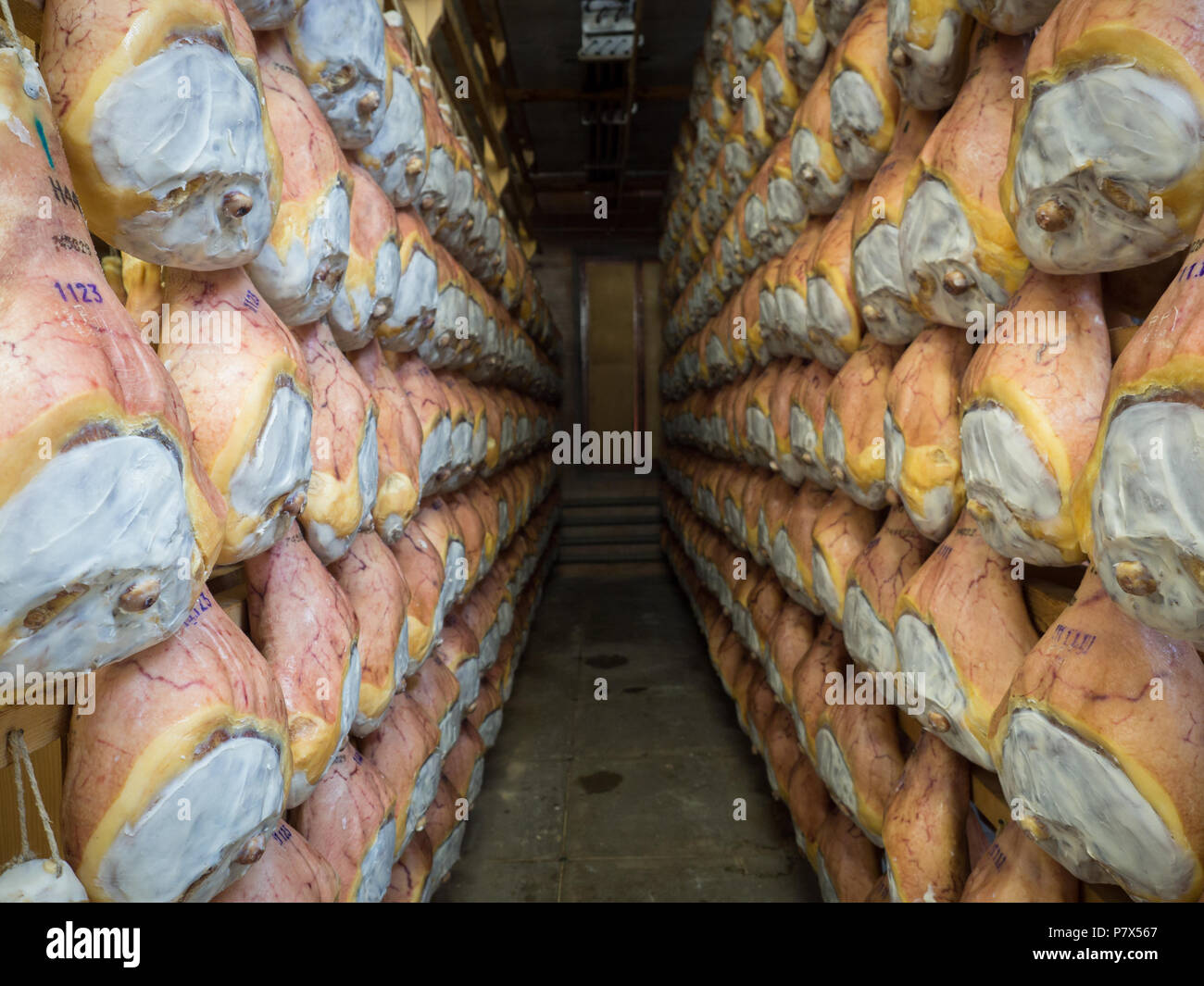 Thighs of ham during the curing process hanging in a cellar Stock Photo