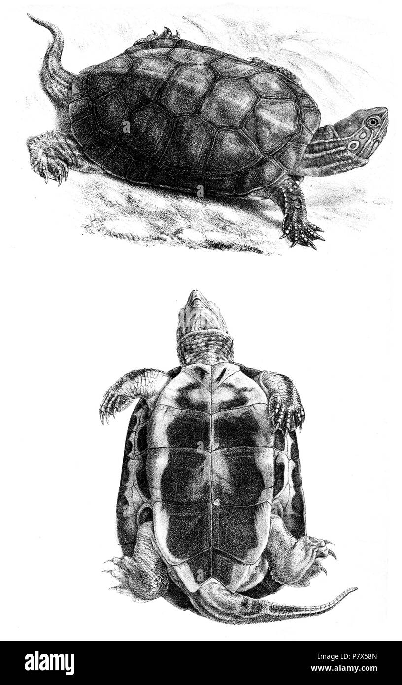 Emys Flavipes Mauremys Leprosa Leprosa Schweigger 1812 English Mediterranian Turtle From Dorsolateral Top And Ventral Bottom 1869 Published 1870 145 Emysflavipesford Stock Photo Alamy