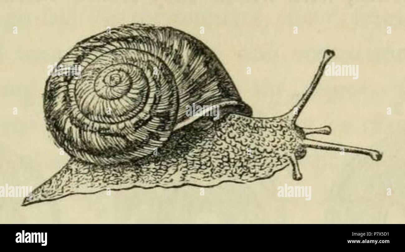 English: Woodcut of the snail Helix desertorum (now Eremina desertorum) after a drawing by A. N. Waterhouse. From page 7 of the book A Manual of the Mollusca' (1851)', by Samuel Pickworth Woodward. Further information. before 1852 146 Eremina desertorum Stock Photo