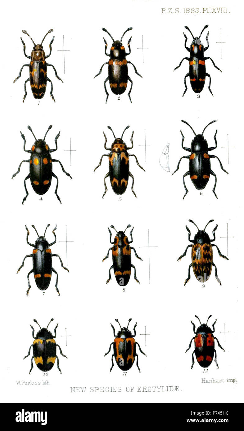 Triplatoma gestroi = Triplatoma gestroi Bedel, 1882, dorsal view [Triplatoma] andamanensis = Nesitis sexnotata (Wiedemann, 1823), dorsal view [Triplatoma] philippinensis = Nesitis philippinensis (Gorham, [1884]), dorsal view Episcapha octopustulata = Micrencaustes octopustulata (Gorham, [1884]), dorsal view Micrenaustes torquatus [sic] = Micrencaustes torquata Gorham, [1884], dorsal view Hybosoma hydropicum = Hybosoma hydropicum Gorham, [1884], dorsal and lateral views Encaustes crotchi = Encaustes cruenta crotchi Gorham, [1884], dorsal view Megalodacne imperatrix = Megalodacne imperatrix Gorh Stock Photo