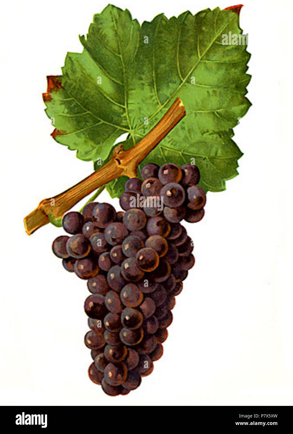 Français Grappe de Mauzac Rose par Viala et Vermorel . 5 April 2009