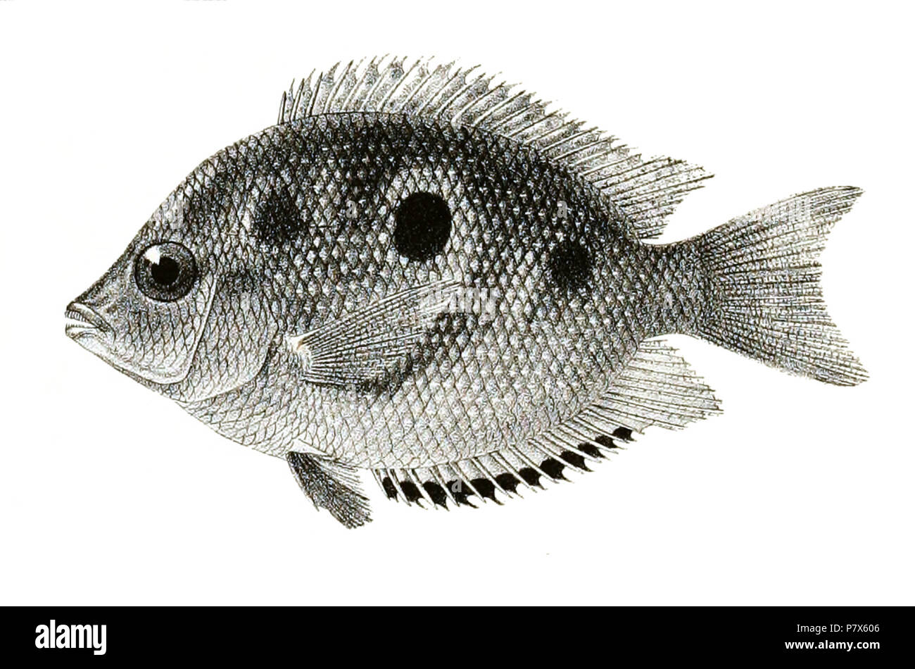 The species names / identity need verification. The original plates showed the fishes facing right and have been flipped here. Etroplus maculatus . 1878 153 Etroplus maculatus Day 89 Stock Photo