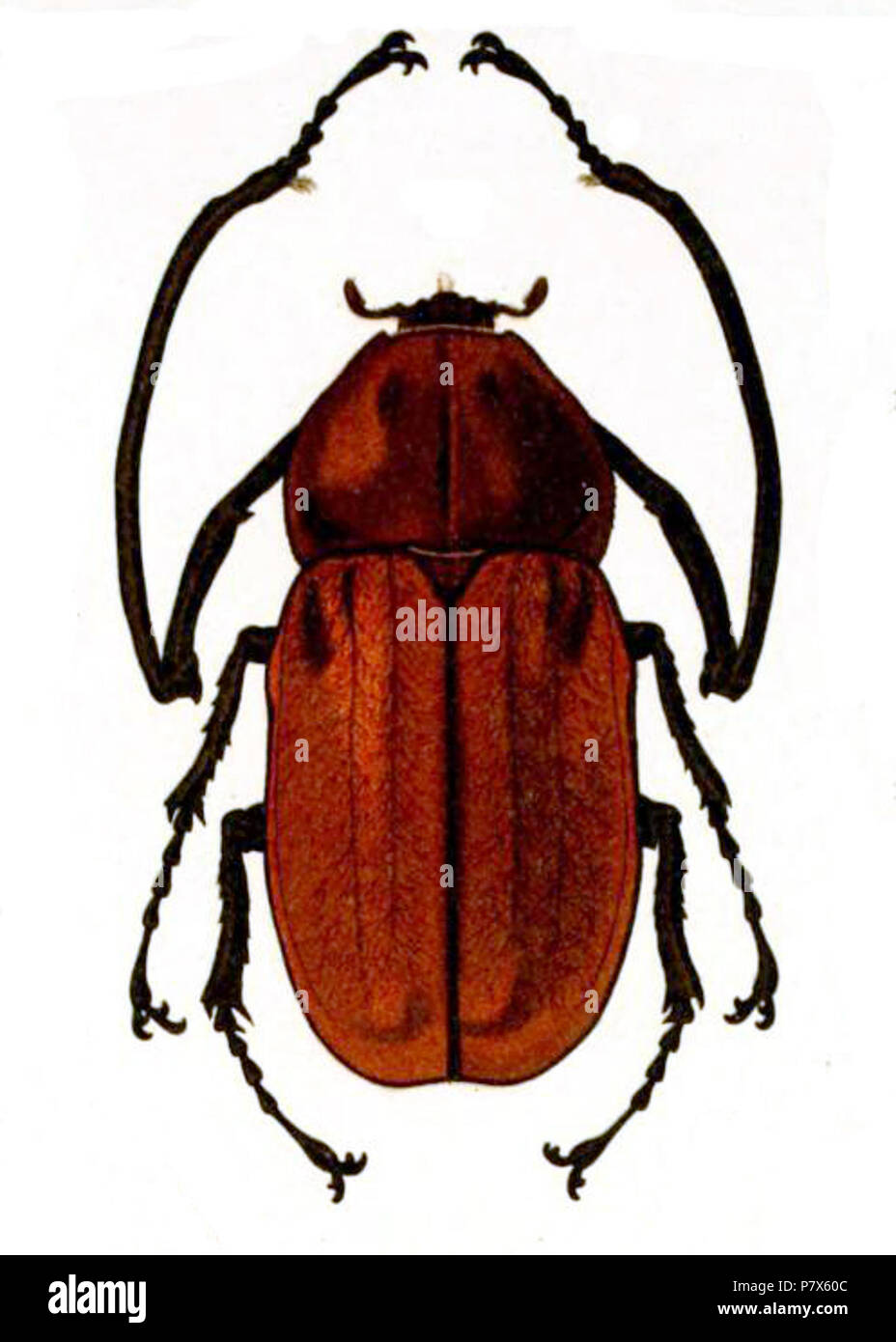 その他 Giant Beetles: Euchirinae - Dynastinae Giant Beetles: Euchirinae - Dynastinae