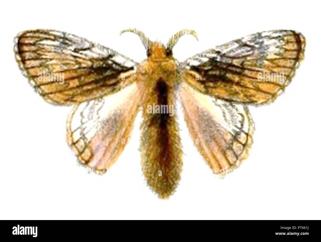 Hydrias lascoria = Euglyphis lascoria (Druce, 1890) English: 'New Lepidoptera Heterocera' . 1890 (published 1891) 153 Euglyphis lascoria Stock Photo