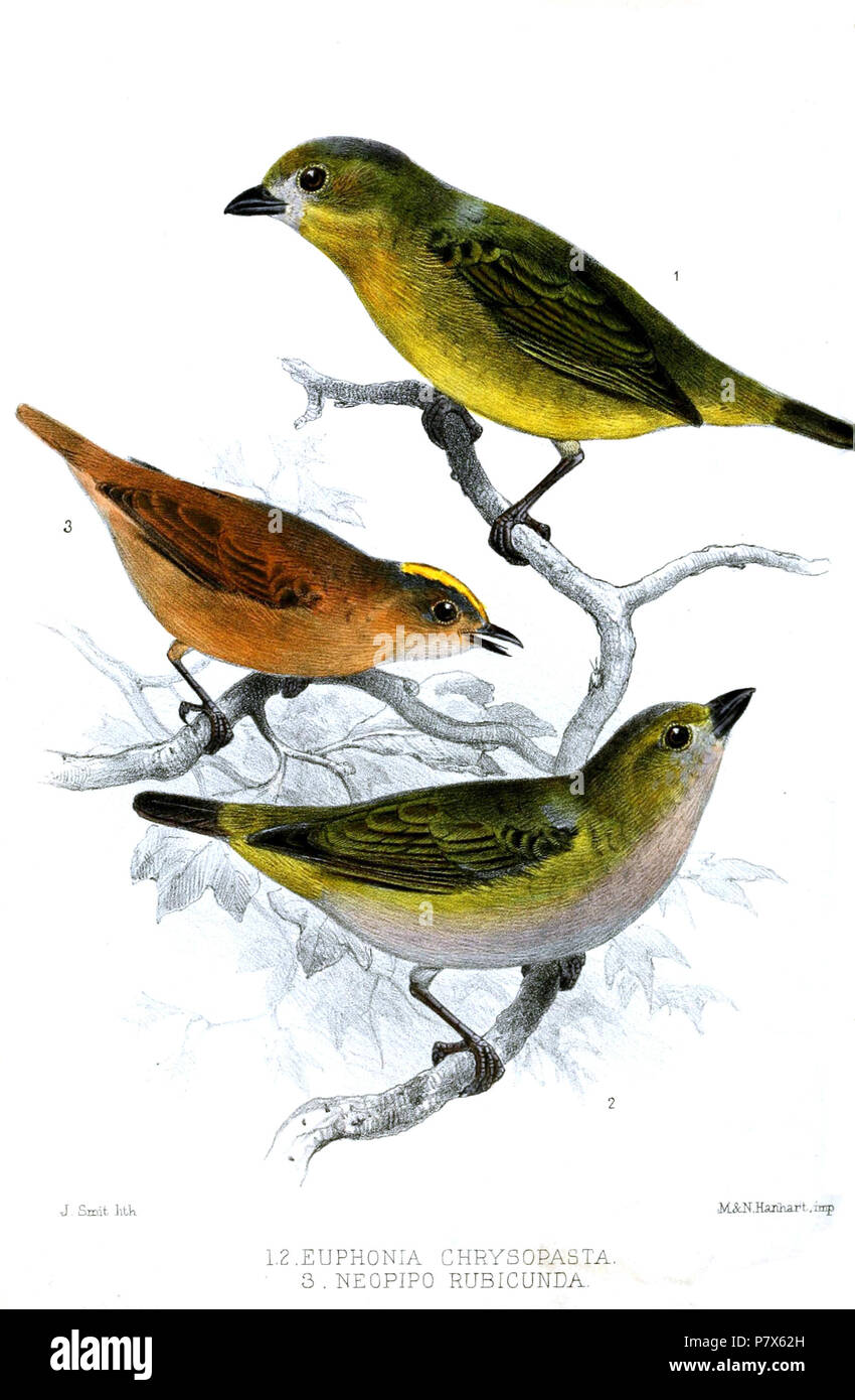 Euphonia chrysopasta and Neopipo rubicunda = Neopipo cinnamomea . 1869 154 EuphoniaNeopipoSmit Stock Photo