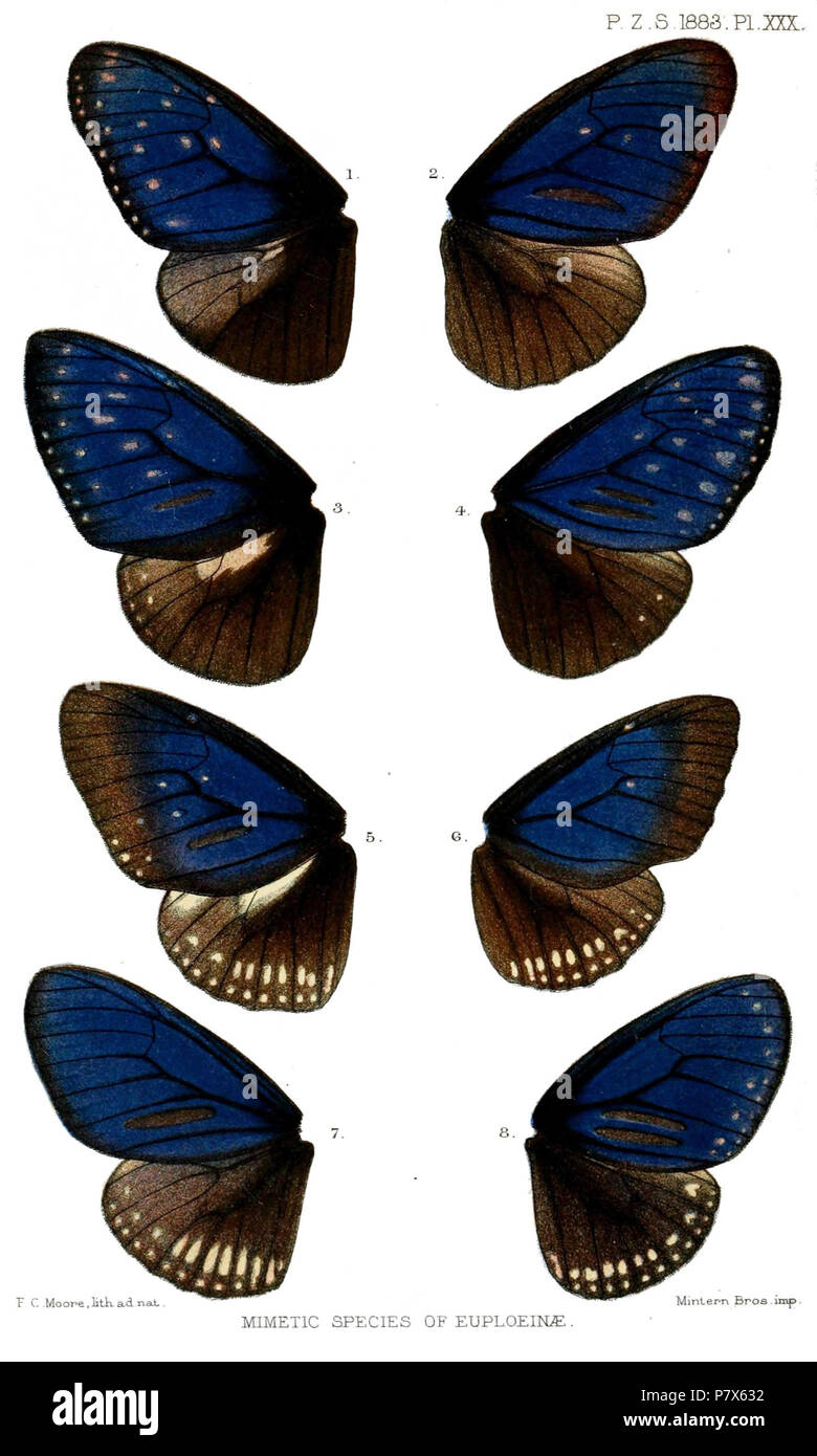 Trepsichrois linnæi = Euploea mulciber (Cramer, [1777]),  Penoa deione = Euploea algea deione Westwood, 1848,  Isamia splendens = Euploea midamus rogenhoferi C. & R.Felder, [1865],  Stictoplœa binotata = Euploea sylvester sylvester (Fabricius, 1793),  Isamia marginata [sic] = Euploea midamus midamus (Linnaeus, 1758) f. margarita,  Menania tavoyana = Euploea modesta modesta Butler, 1866,  Penoa limborgii = Euploea algea limborgii Moore, [1879],  Stictoplœa harrisii = Euploea sylvester harrisii C. & R.Felder, [1865],  English: 'Mimetic Species of Euplœinæ' (upperwings) 1. Striped Blue Crow male  Stock Photo