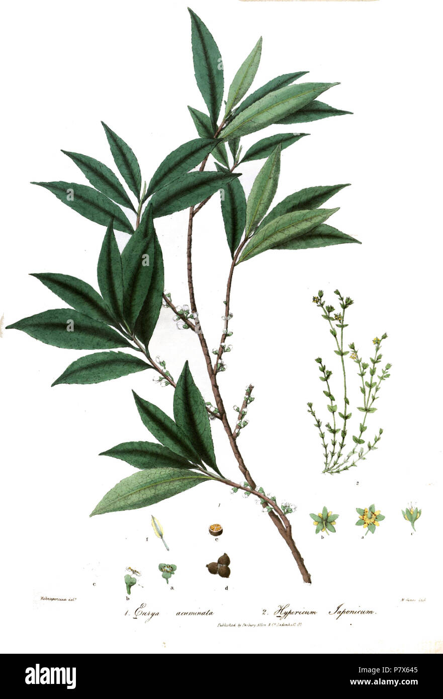 Eurya acuminata & Hypericum japonicum . 1839 154 EuryaHypericumRoyle Stock Photo