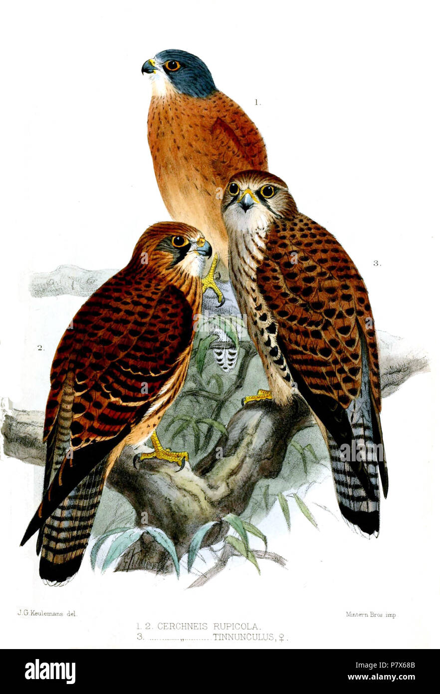 Falco rupicola (1, 2) & F. tinnunculus 3 . 1874 155 FalcoKeulemans Stock Photo