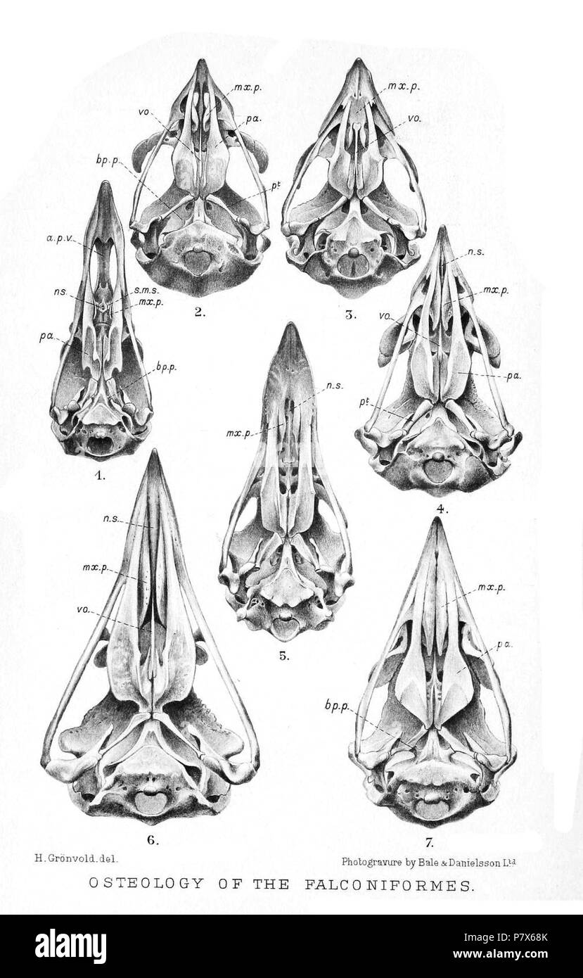 Skulls of Falconiformes Ventral aspect of the skull Fig. 1. Skull of Catharistes urubu, showing the type of desmognathism peculiar to the Cathartae wherein the palate is bridged by the union of the horizontal plate of the nasal septum with a pair of septo-maxillary spurs. Note also the presence of basipterygoid processes. Fig. 2. Skull of Elanus ceeruleus. The palate is schizognathous. Herein the maxillo-palatines have increased in size, whilst the septo-maxillary spurs have completely disappeared. The nasal septum is more complete than in Catharistes and may be seen lying in the middle line o Stock Photo