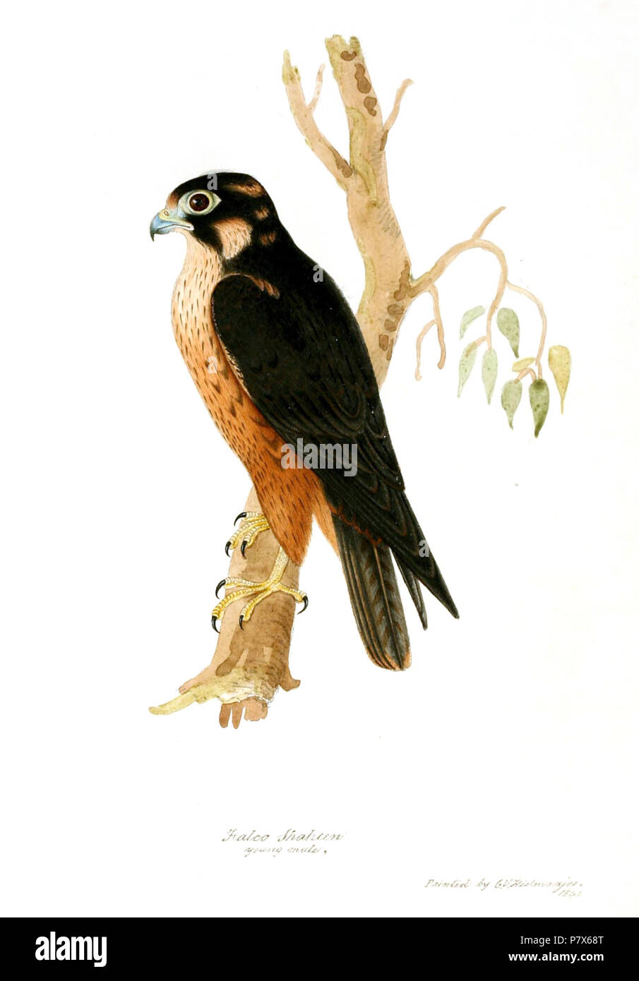 Falco peregrinus peregrinator . 1847 155 FalcoShaheenJerdon Stock Photo