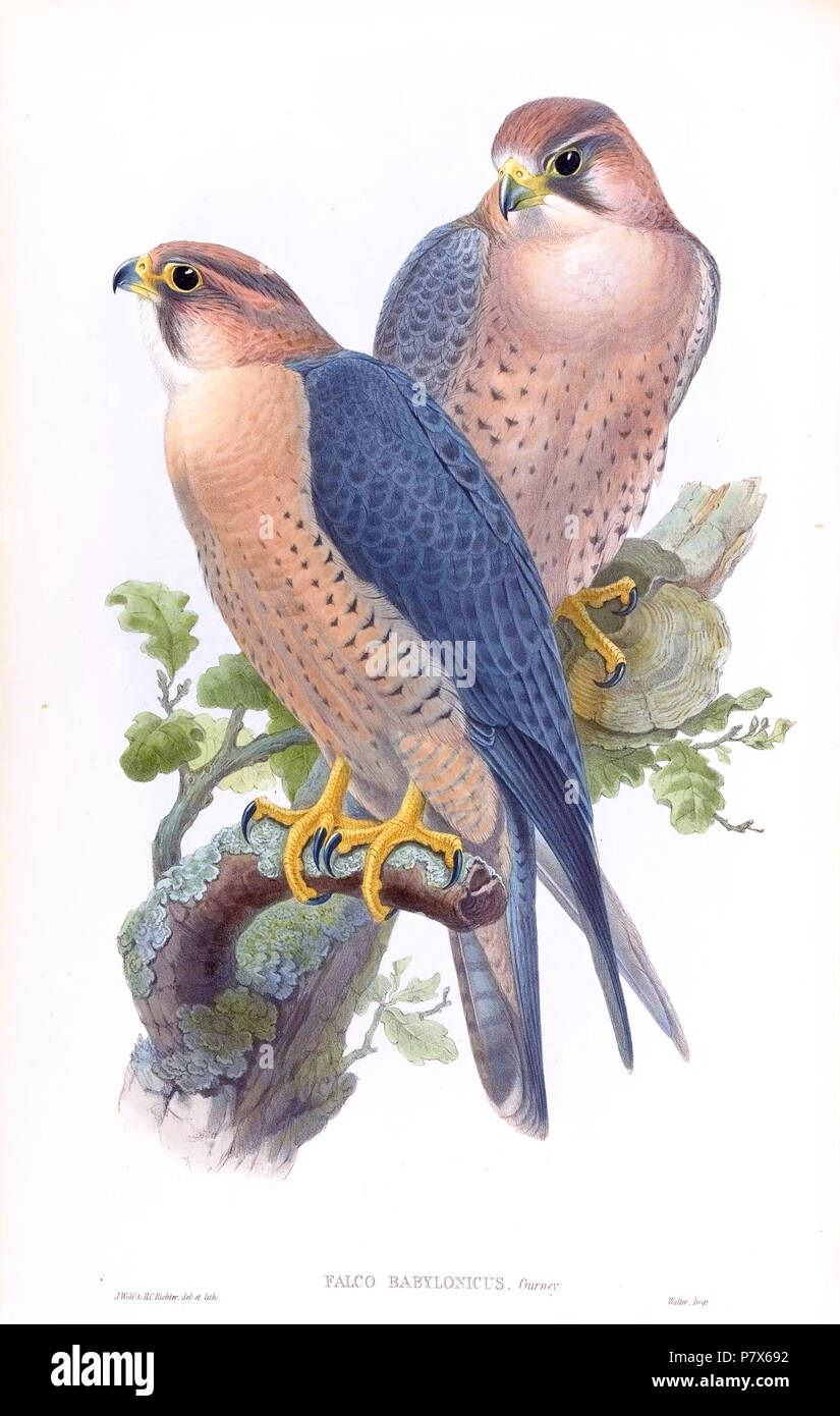 Falco babylonicus =Falco pelegrinoides babylonicus / F. peregrinus babylonicus depending on treatment followed. between 1850 and 1883 155 FalcoBabylonicusGould Stock Photo