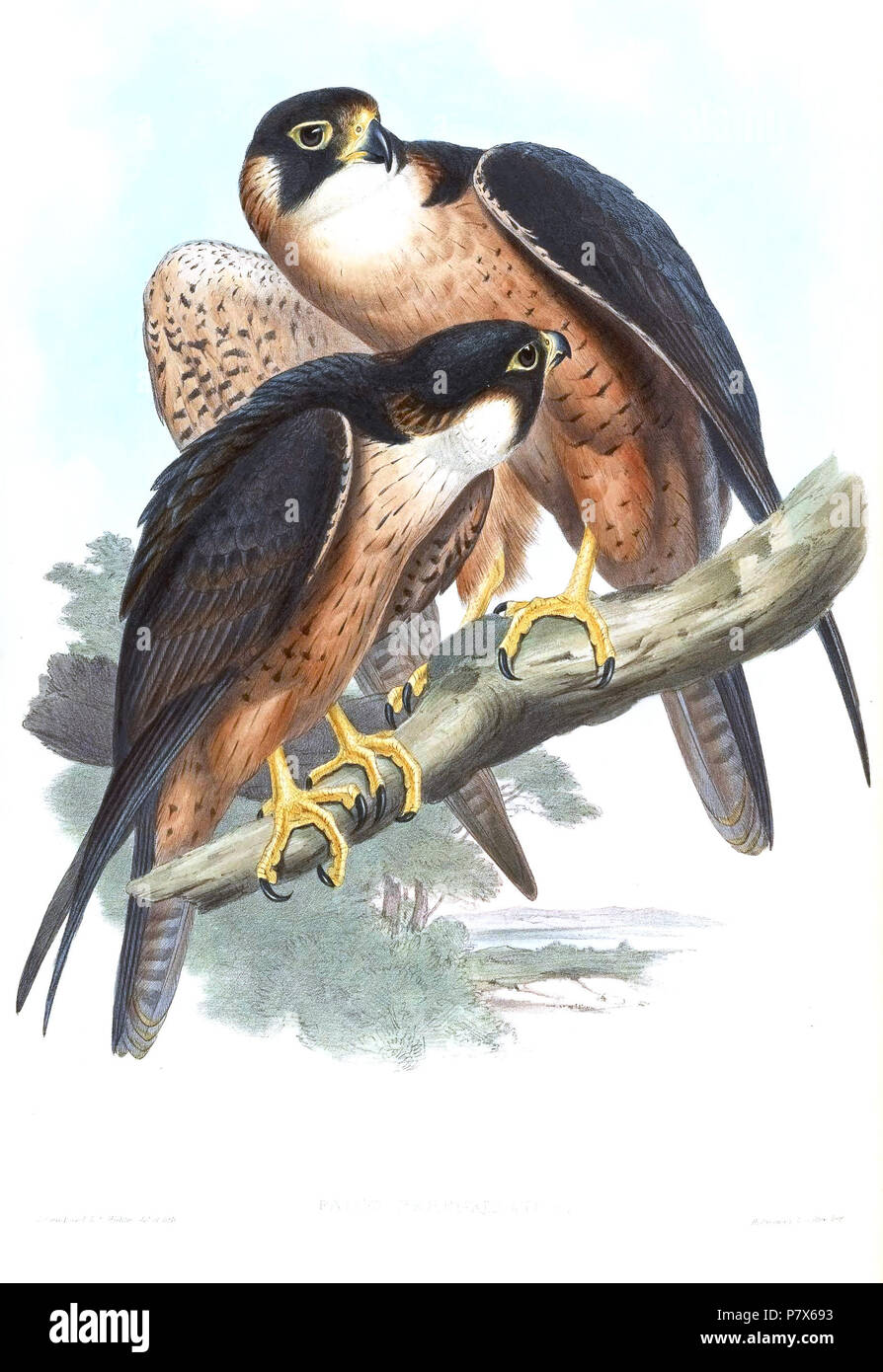 Falco peregrinator =Falco peregrinus peregrinator . between 1850 and 1883 155 FalcoPeregrinatorGould Stock Photo