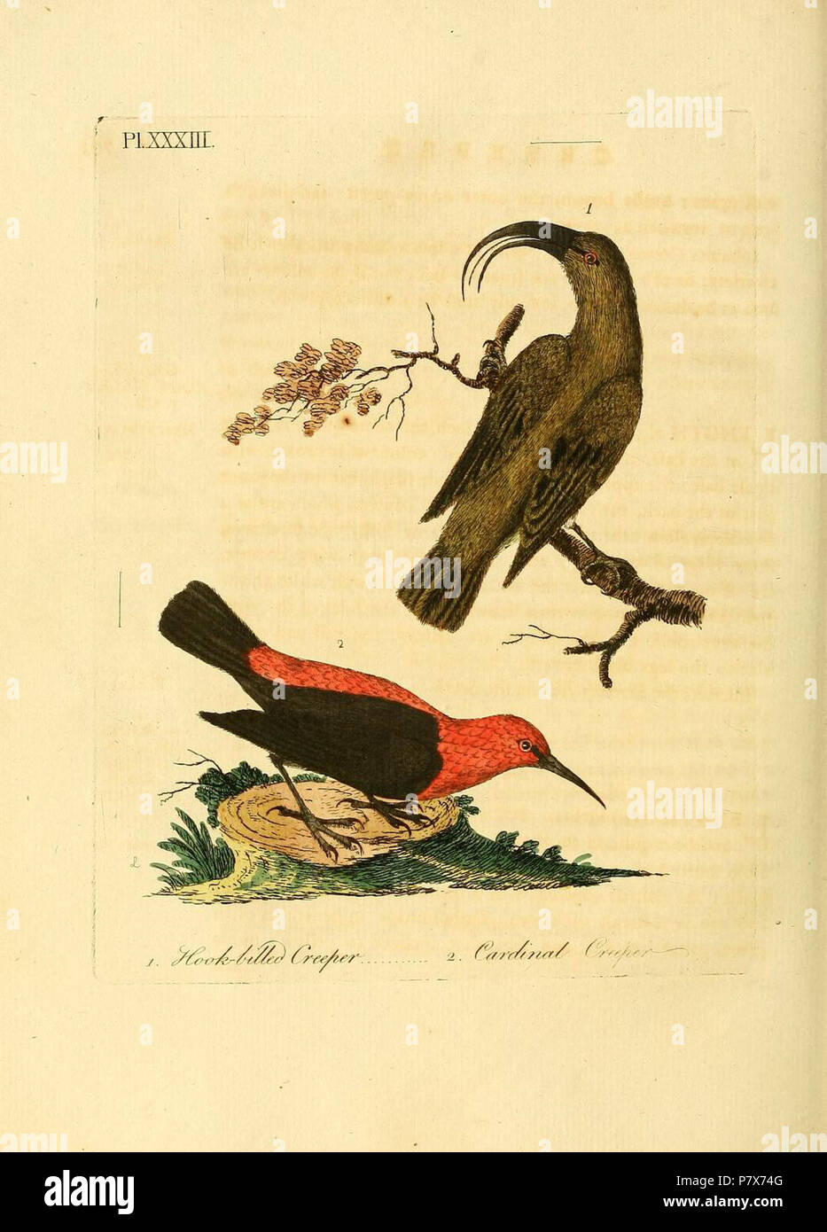 English: Plate XXXIII from Latham's A general synopsis of birds fig. 1 - Hook-billed green Creeper = Hemignathus obscurus fig. 2 - Cardinal Creeper = Myzomela cardinalis . 27 April 2017 170 General Synopsis Of Birds Latham 1782 plate 33 Stock Photo